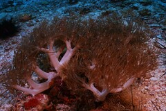 Ancylomenes magnificus