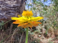 Xerochrysum