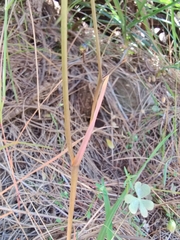Dianella tasmanica