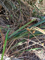 Dianella tasmanica