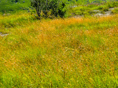 Monocymbium ceresiiforme