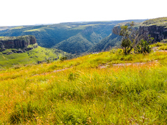 Monocymbium ceresiiforme