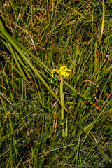 Moraea spathulata