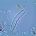 Fragilariophycidae - Photo (c) simomusa, algunos derechos reservados (CC BY-NC)