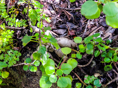 Plectranthus ernstii