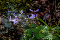 Plectranthus ernstii