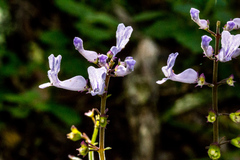 Plectranthus ernstii