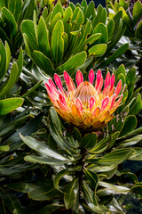 Protea roupelliae roupelliae