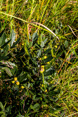 Rhoicissus tridentata