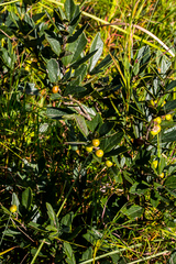 Rhoicissus tridentata