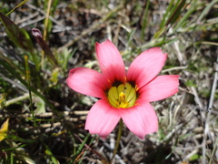 Romulea eximia