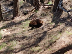 Tachyglossus aculeatus setosus