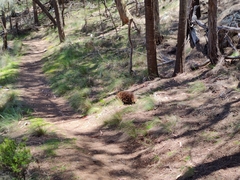 Tachyglossus aculeatus setosus