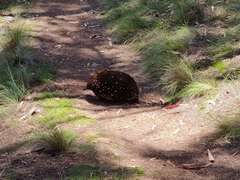 Tachyglossus aculeatus setosus