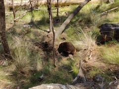 Tachyglossus aculeatus setosus