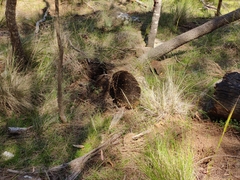 Tachyglossus aculeatus setosus