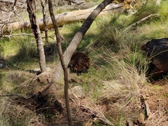 Tachyglossus aculeatus setosus