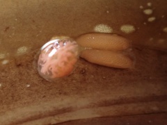 Anthessius navanacis