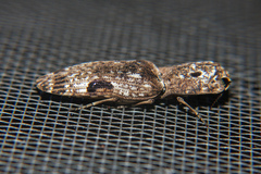 Cryptalaus larvatus