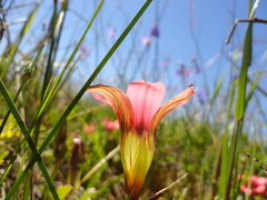 Romulea eximia