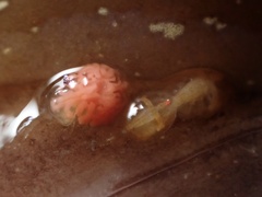 Anthessius navanacis