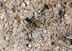 Cicindela scutellaris
