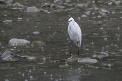 Egretta garzetta
