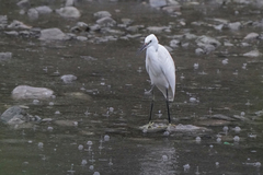 Egretta garzetta