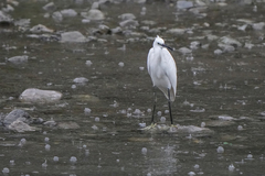 Egretta garzetta