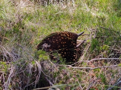 Tachyglossus aculeatus setosus