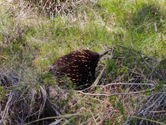 Tachyglossus aculeatus setosus