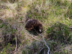 Tachyglossus aculeatus setosus