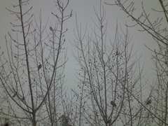 Streptopelia orientalis