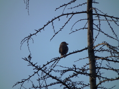Coccothraustes coccothraustes