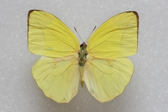 Catopsilia pomona