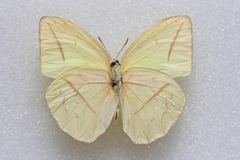 Catopsilia pomona