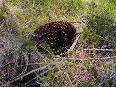 Tachyglossus aculeatus setosus