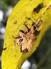 Bromocoris souefi