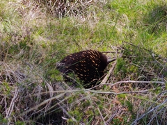 Tachyglossus aculeatus setosus