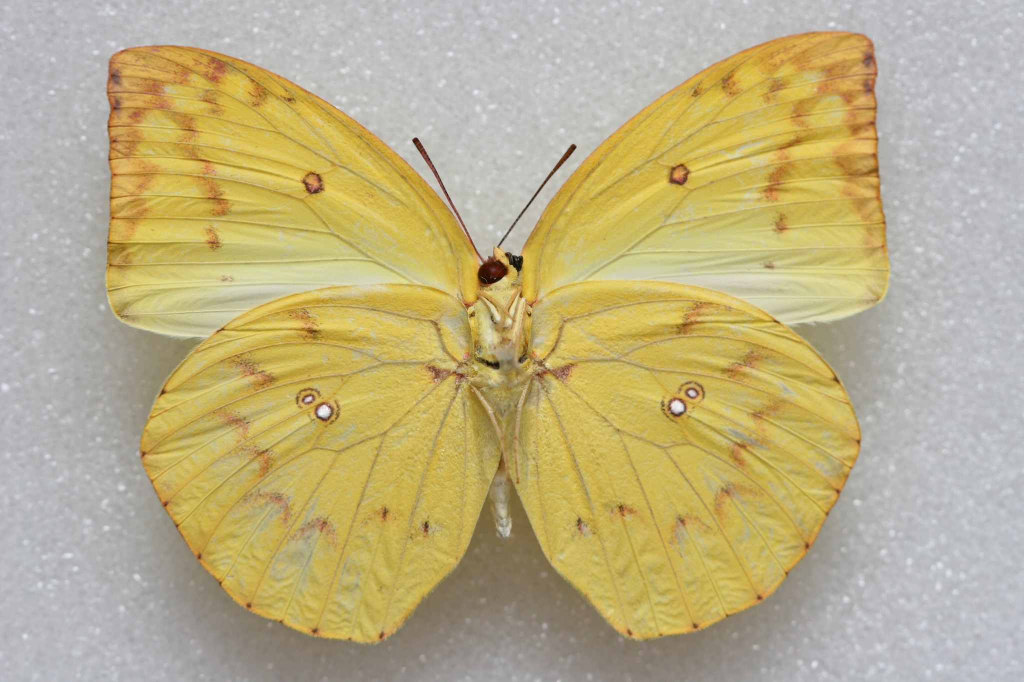 Lemon Emigrant