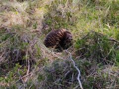 Tachyglossus aculeatus setosus