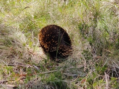 Tachyglossus aculeatus setosus