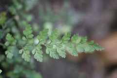 Asplenium hookerianum