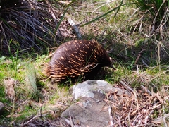 Tachyglossus aculeatus setosus