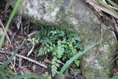 Asplenium hookerianum