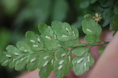 Asplenium hookerianum