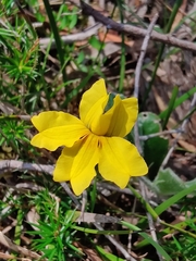 Goodenia lanata