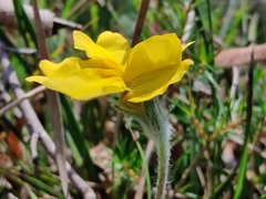 Goodenia lanata