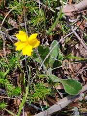Goodenia lanata