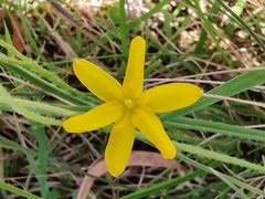 Hypoxis hygrometrica